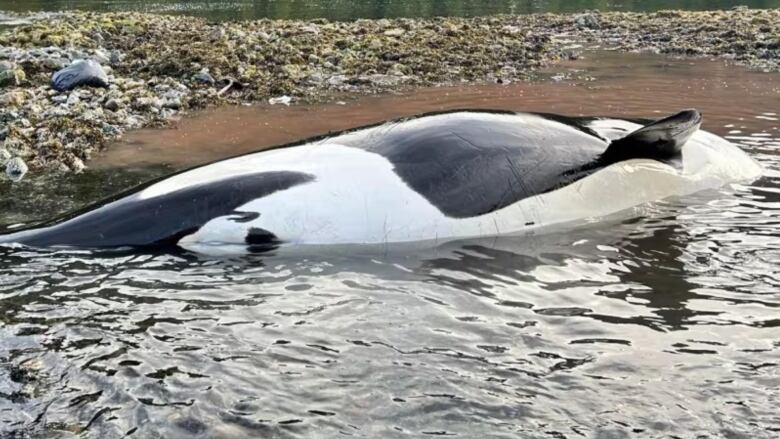 A whale on its side in shallow water.