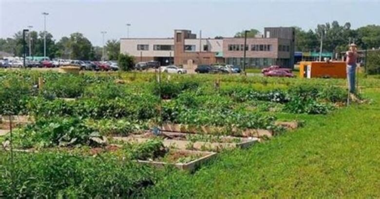  Garden plots with green plants on a green meadow with a building in the back.