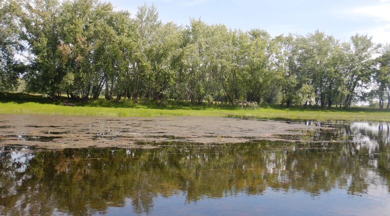 A thick, brown mat-like floats on the surface of a calm body of water. 