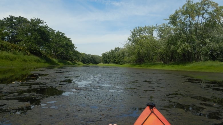 The bow of an orange kayak is visible in the bottom of the photo with a floating carpet of brownish plant life all around it. 