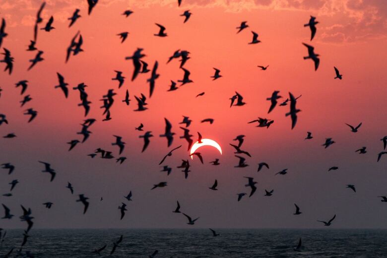 This picture taken early on December 26, 2019 shows seagulls flying above a beach in Kuwait City during the partial solar eclipse event. 