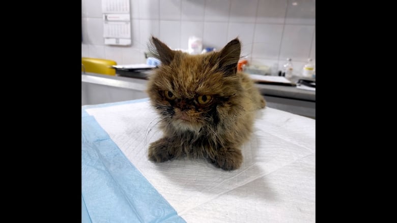 An angry-looking cat sits in on an examination table. 