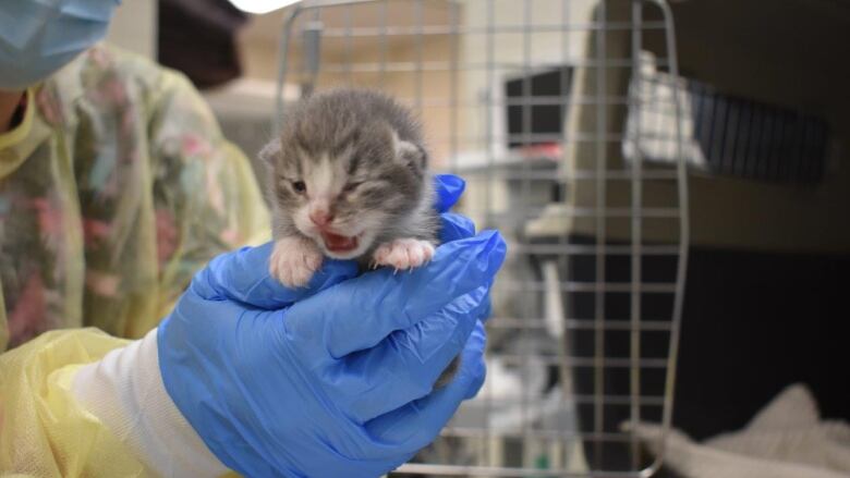 A kitten in someone's hands.