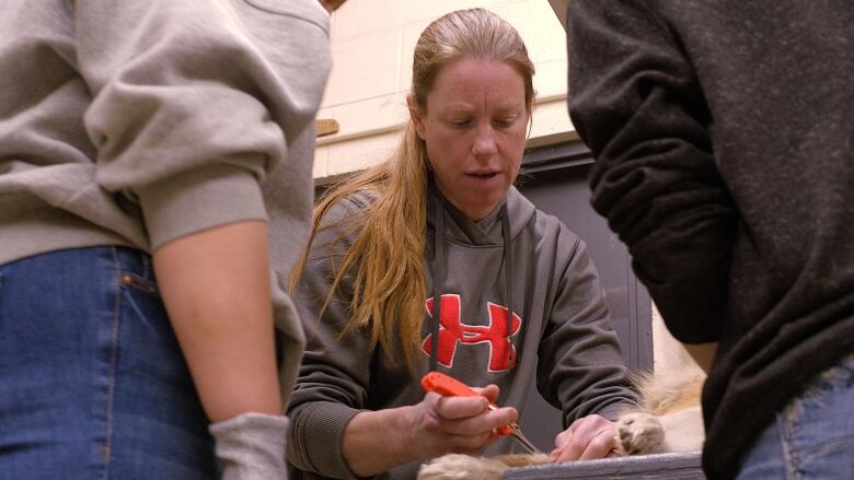 A woman with long blond hair in a pony tail holds a knife against a coyote paw while two students look on.