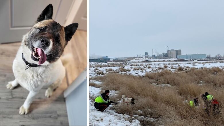 Two separate images. A dog is pictured on the left. Emergency crews rescuing a man are pictured on the right.