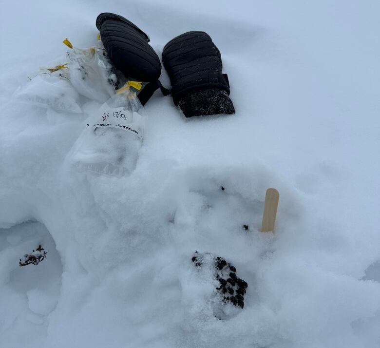 Mittens, small baggies and some animal feces are seen lying in the snow.