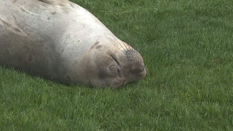 An elephant seal lying on grass. 