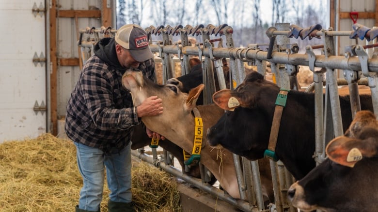 Someone hugs a cow in a barn.