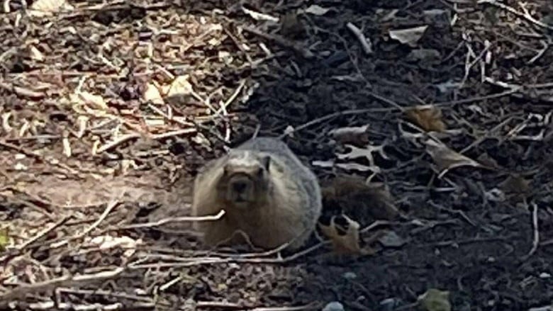 A marmot on a patch of dark ground.