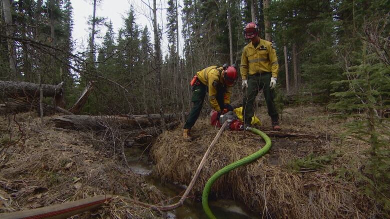 Firefighters lay down hose in a forested area in Hinton, Alberta.