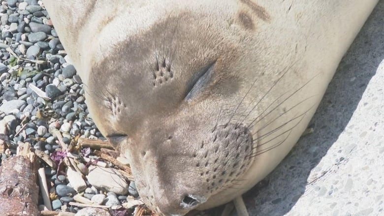 Close-up of a seal face.