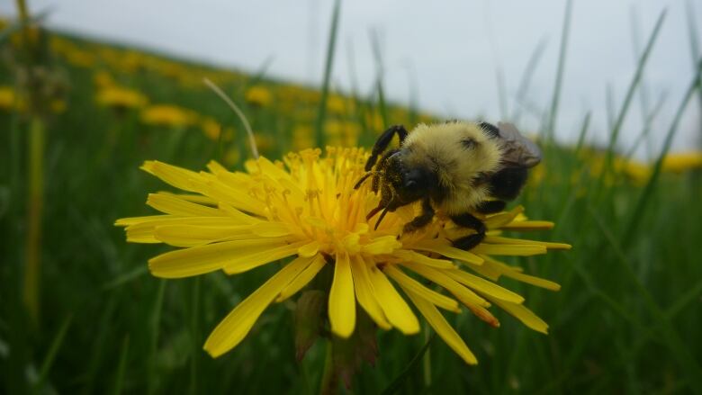 A black and yellow common eastern bumblebee on top of a yellow dandelion. 