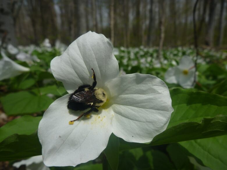 A black and yellow bumblebee on top of a white trillium flower. 