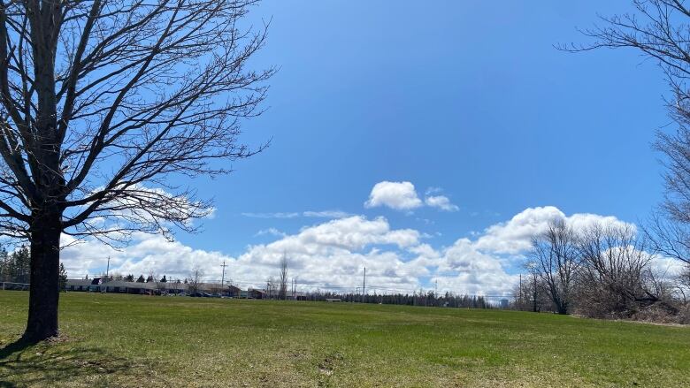 Large open field of green grass, below a blue sky.