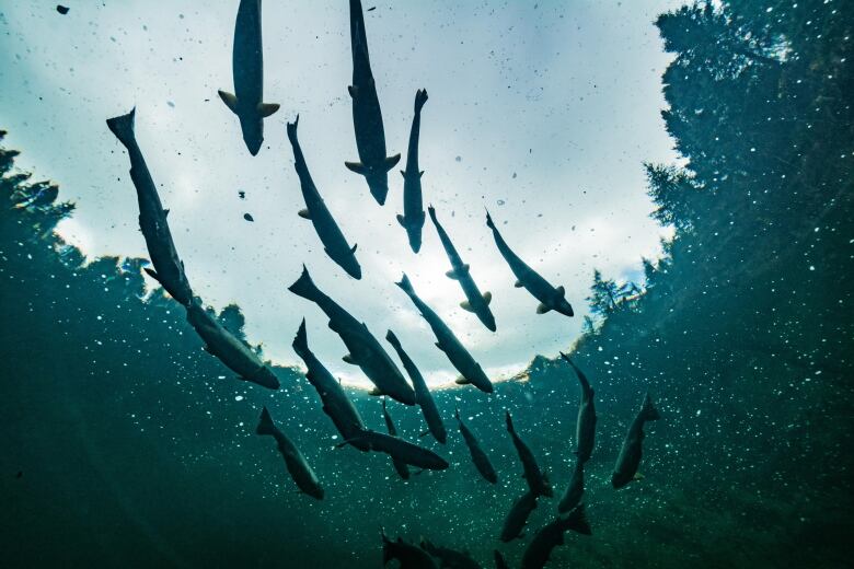 Underwater shot aimed at the surface, showing some swimming salmon