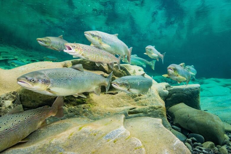 medium shot of salmon and rocks