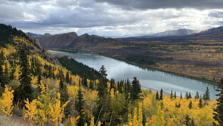 The view of the Yukon river from Little Salmon Carmacks First Nation. There are yellow trees to your left and the river and mountains and clouds in the distance.