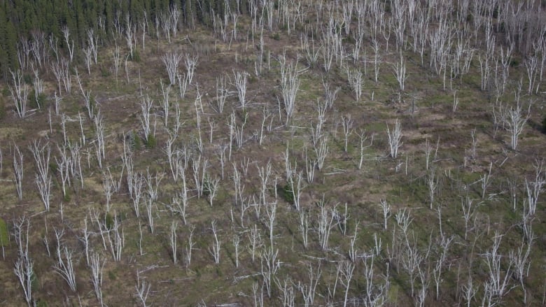 A forested area with white trees that have no leaves.