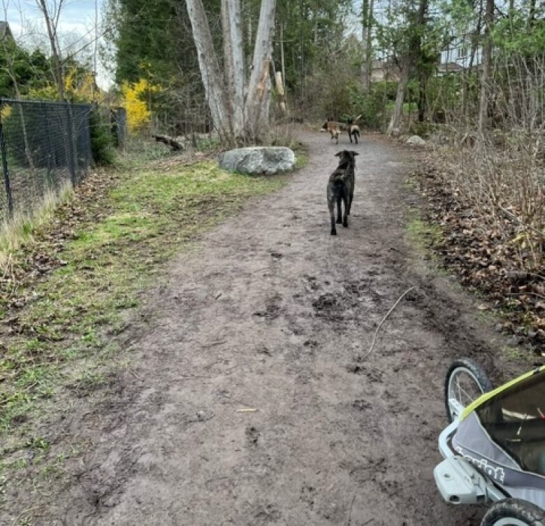 Three dogs can be seen running into the distance along a forest trail.