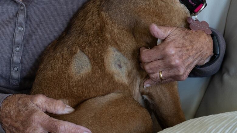 A dog sits at a woman's side. Discolouration can be seen on its side. 