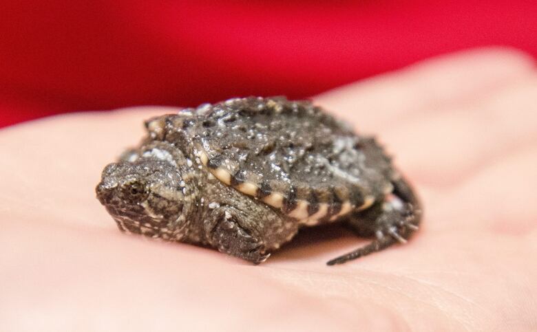 A small turtle rests in a human hand.