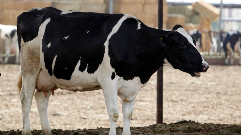 A dairy cow calls out in Chino, California April 25, 2012.