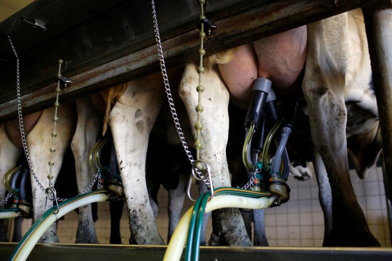 An automated milker is connected to a dairy cow in Illinois.