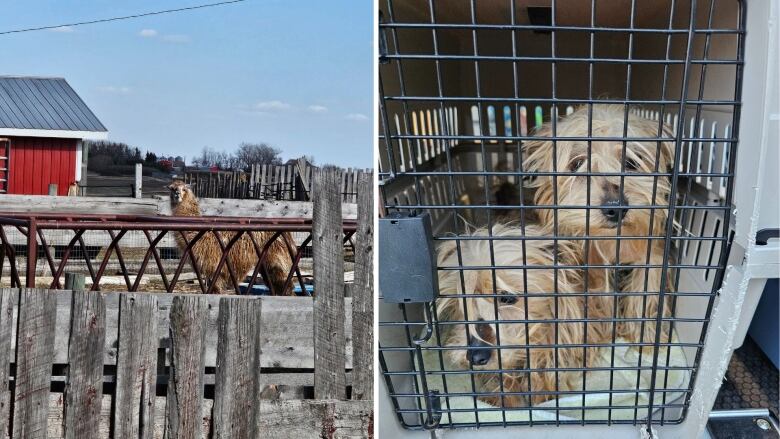 A llama is pictured on the eft and a dog is pictured on the right.