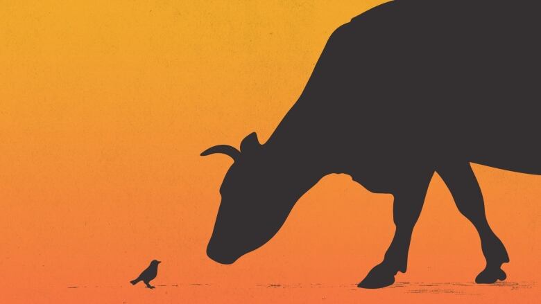 A graphic of a black cow nose to nose with a bird against an orange background.