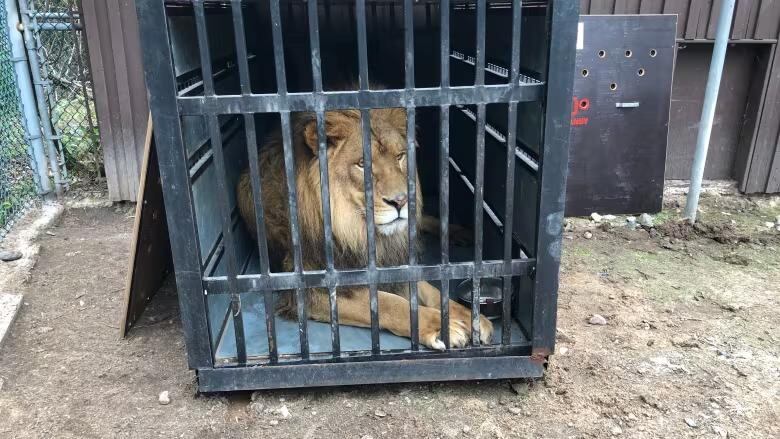 picture of African Lion in a cage