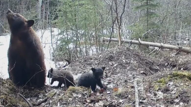 A bear and two cubs.