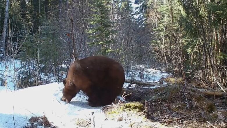 A bear eats snow.