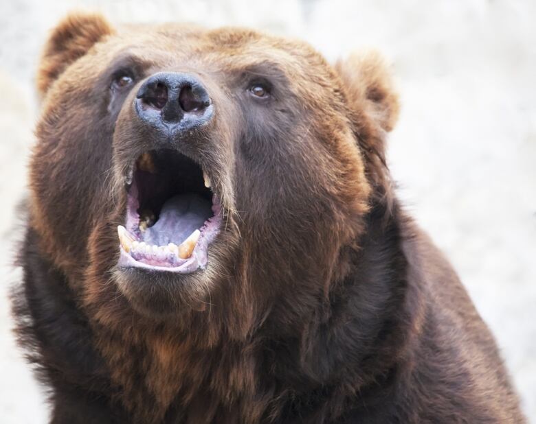 A grizzly bear with its mouth agape.