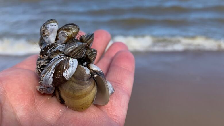 A cluster of zebra mussels are in an outstretched hand on a beach with a lake in the background.