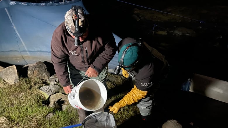 2 men wearing headlamps dump a bucket of baby eels into a net.