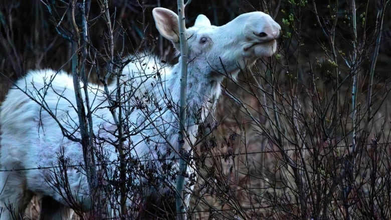 Two photographers captured the rare sighting of a white spirit moose in central Alberta. The spirit moose is believed to be a sign of good fortune in some Canadian Indigenous communities.