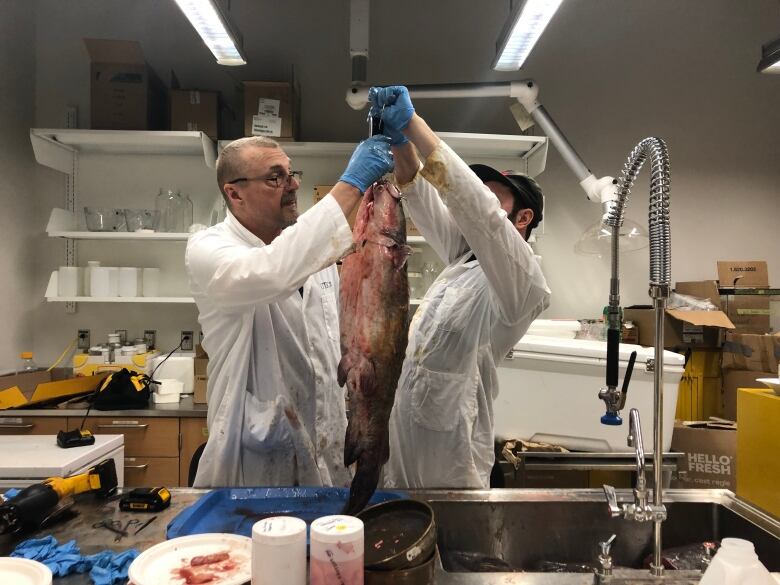 Two men lift a dead catfish to weighed in a laboratory