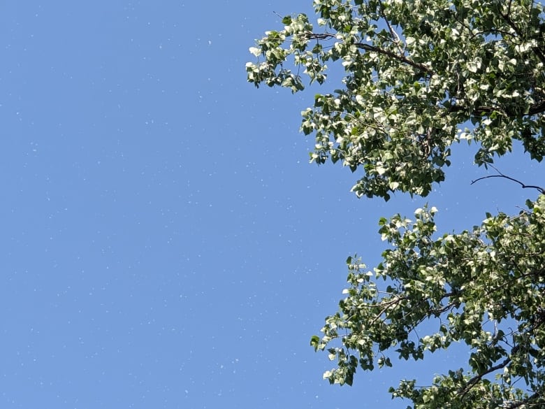 Blue sky with green tree leaves and white, snow-like fluff