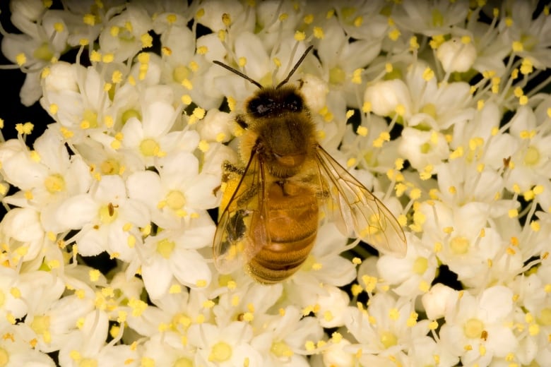 A bee perched on a number of white flowers.