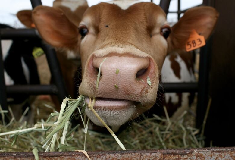 A cow eats hay at the Faria Dairy Farm June 2, 2009 in Escalon, California.