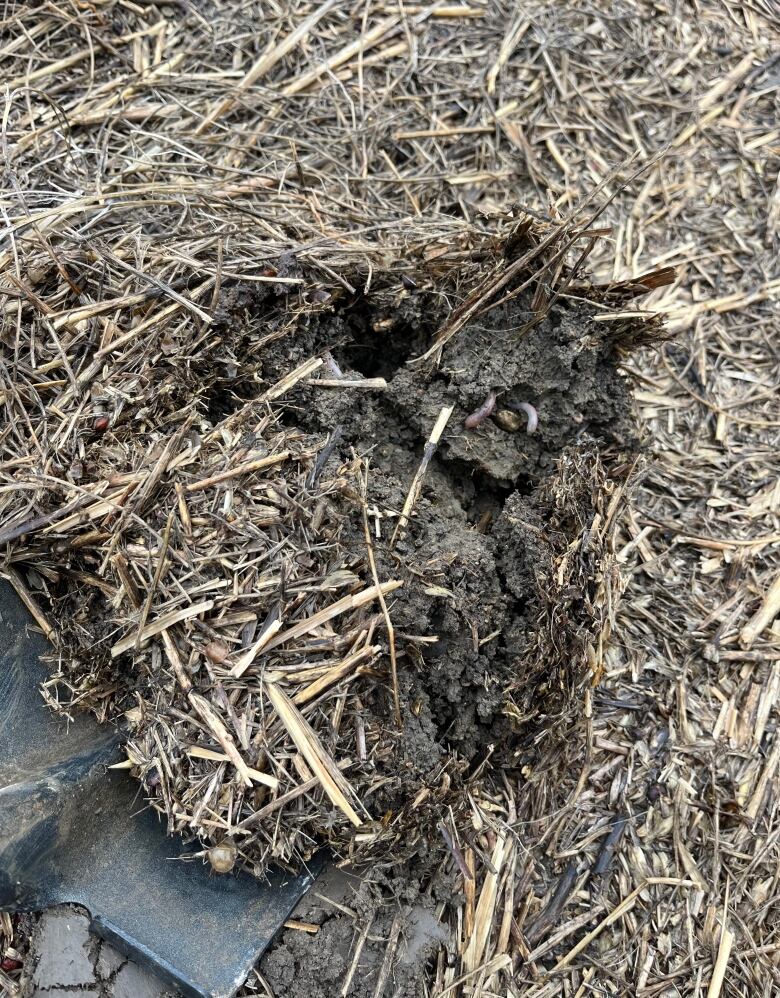 A shovel digs into dirt with earthworms peeking out