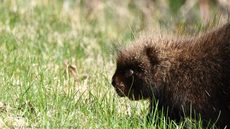 A spiky brown porcupine walks through green grass.