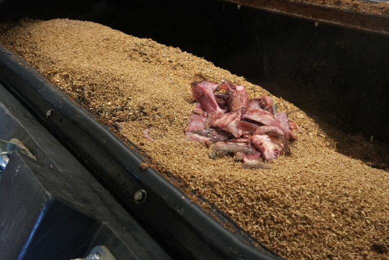 A small pile of fish guts lying on top of a bed of light brown coloured spent grain. It's a close up, but you can tell it's inside a big black drum.