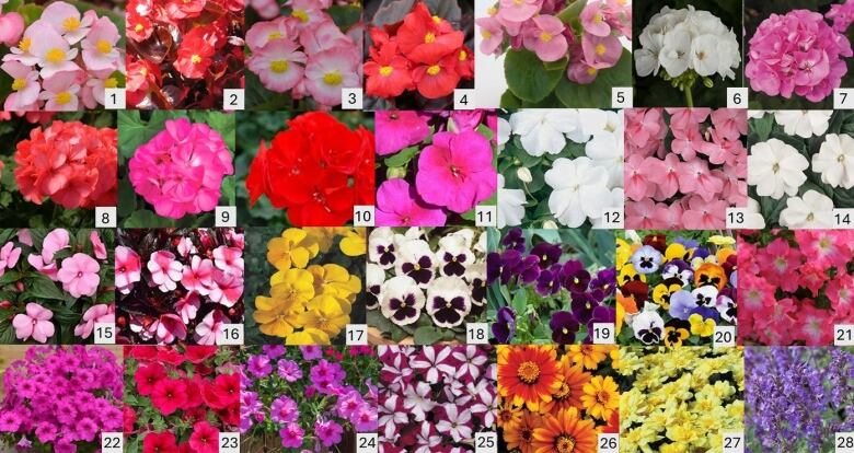 28 different flowers presented in a grid. 