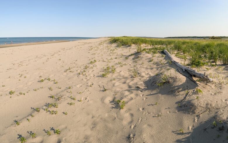 A sandy beach