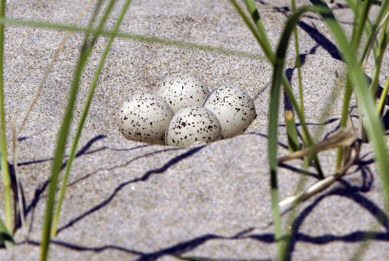 A clutch of eggs on a beach