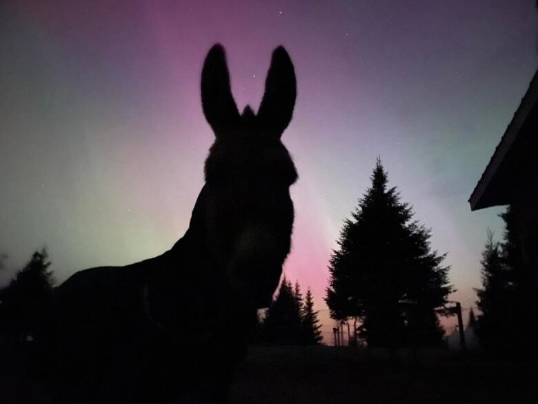 A silhouette of a donkey is seen with the northern lights in the background.