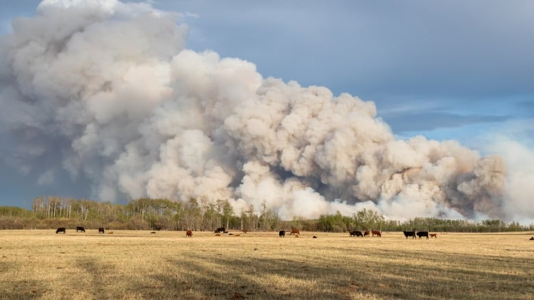 Field of cows with a sky full of smoke.