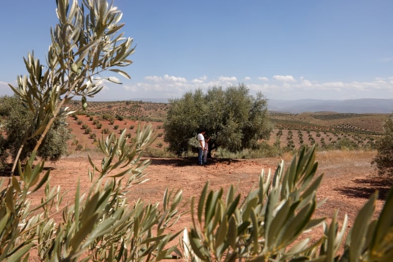 Two people look at a tree  in  a  drought-riddled field