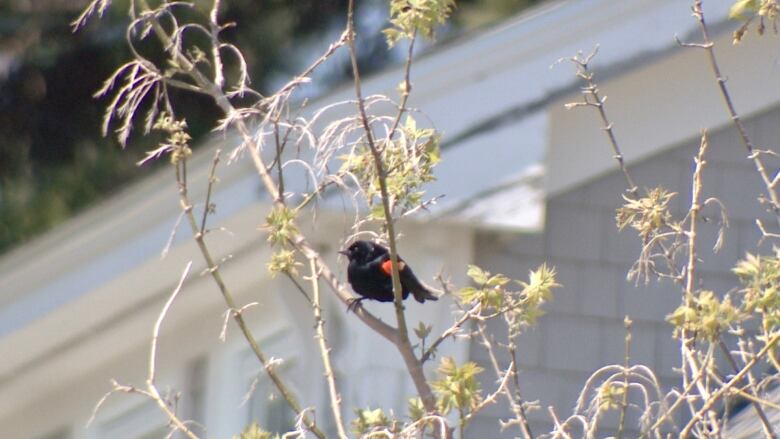 A red winged blackbird perches on a branch of a shrub with a house in the background.